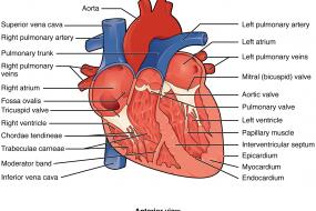 Aortic Valve 2: Quantification Of AS image