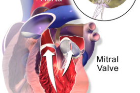 Artist rendering of human heart