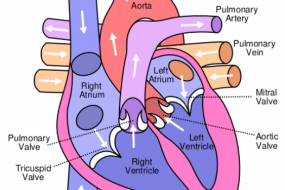 Left Ventricular Function & Geometry 2: LV Geometry image