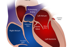Left Ventricular Function & Geometry 3: Future Approaches image
